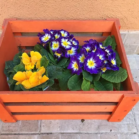 Apartman Casa Sveja *